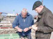 Mortalité moules Charente-Maritime pense qu'on saboté"