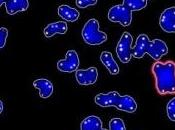 MÉDECINE RÉGÉNÉRATIVE: SIRT1, gène longévité pluripotence Stem Cell Reports