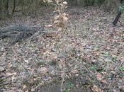 Quercus pubescens, rescapé