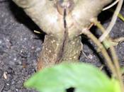 Lilas nageurs recherchés