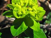 Euphorbia flavicoma subsp. verrucosa (Euphorbe verruqueuse)