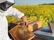 travail insectes pollinisateurs plus efficace l'intensification agricole