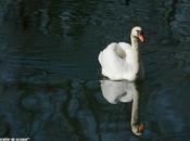 Observation l'avifaune Loiret printemps