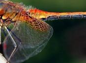 IMAGE JOUR: Libellule