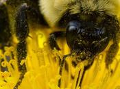 Hécatombe abeilles étonnant refus savoir