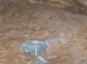 prises taillées Roche Motte