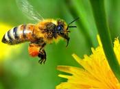 L'intensification agricole affecte pollinisation rentabilité