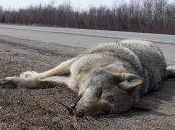 cadavre d'une louve découvert Abriès dans Hautes-Alpes