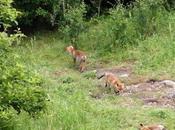 Caroline Renards Montreuil depuis balcon, jeux entre petits renardeaux