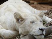 IMAGE JOUR: Lionne blanche