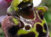 Ophrys bourdon, l'un cinq Lorraine