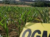 Charente parcelles maïs détruire précaution