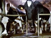 Ferme «Mille vaches»: agriculteurs démontent partie installations