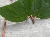 Calendrier plantes Juin