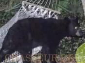 ours trouvé endroit sympa pour détendre! (vidéo)