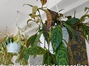 Suspension pour plante