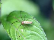 Tetragnatha