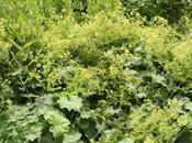 Alchemilla mollis