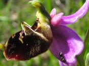 Derniers Ophrys Oprys bourdon