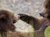 ours aiment fellations