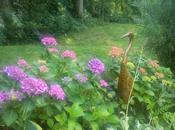 Hortensias