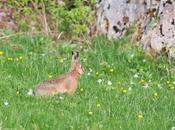 Surpris détour d’un chemin, lièvre s’immobilise pour mieux jauger l’intrus avec longues oreilles avant d’aller cacher dans petit bois…