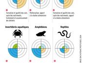 déclin massif insectes menace l'agriculture