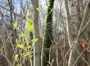 floraison fusains, suite