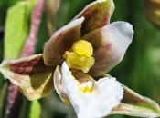 Belle marais, l'Epipactis palustris