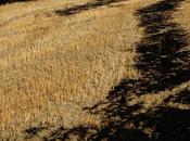 L’usage pesticides tuer production agricole