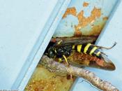 Guêpe fouisseuse chasseuse cercopes...