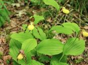 Sabot Vénus (Cypripedium calceolus)