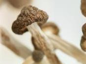 NEURO: champignons hallucinogènes font rêver aussi cerveau Human Brain Mapping