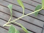 Bouture ficus Bengalensis réussie