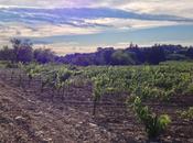 Matinal dans vignes Tavel