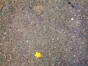 Fleur jaune écrasée bitume