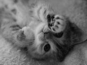 cutencats: Agshdhagx Heart