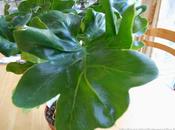 Philodendron atom