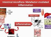 Obésité, inflammation, microbiote intestinal