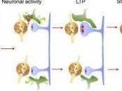 APPRENTISSAGE: cellules verrouillent souvenirs Current Biology