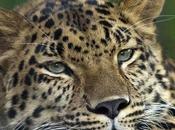 IMAGE JOUR: Panthère l’Amour