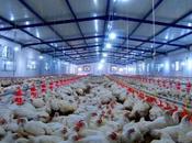 aviculteurs pour reconduction suppression matières premières