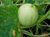 concombres Crystal Apple