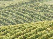 Pesticides santé surmortalité autour vignes