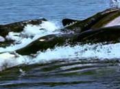 Enquête chant baleines documentaire