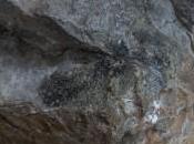 dépatinage d’Indiana Jaune