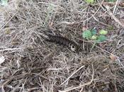 Chenille inconnue, quel papillon deviendras-tu