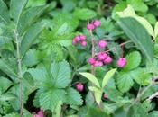 Euonymus phellomanus, surprise