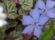 Multiplication Pervenche