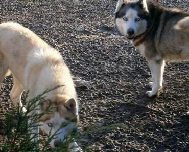 Urgence chiens husky mère et fille en Normandie vouées à la fourrière..